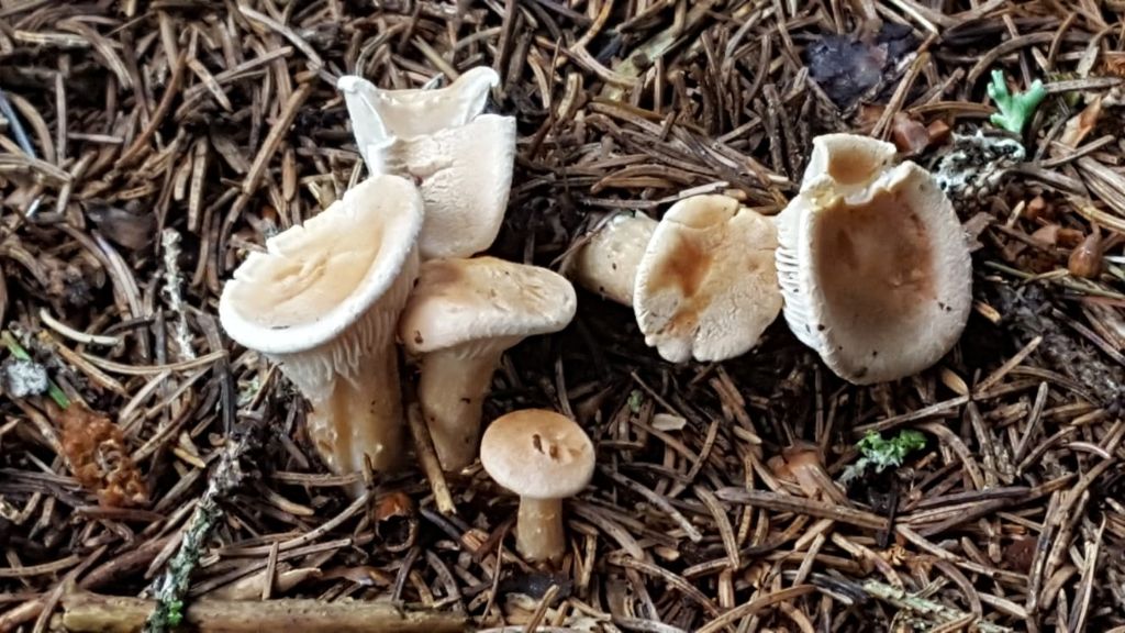 Clytocybe?? di abete